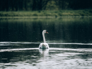 beau cygne sur la loire