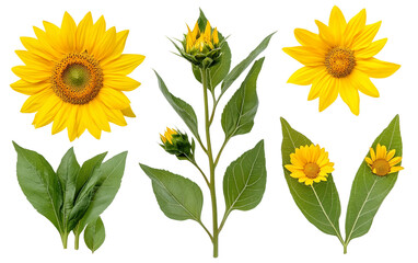 Collection of Yellow Sunflowers with Leaves isolated on transparent Background