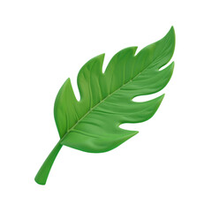 Fototapeta premium single vibrant green leaf on a mint green background