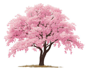 A Delicate Pink Cherry Blossom Tree in Springtime , isolated on white background PNG