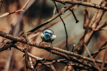 Mésange sur sa branche
