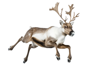 Majestic Reindeer in a Dynamic Leap: A Stunning Wildlife Image , isolated on white background PNG