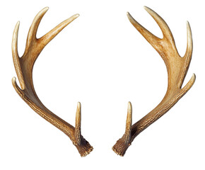 Fototapeta premium Pair of Exquisite Deer Antlers - A Majestic Nature's Gift , isolated on white background PNG