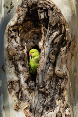 Halsbandsittich (Psittacula krameri) sitzt in einem Baum / Vogel / Bird