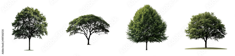Poster an individual tree with a transparent backdrop, appropriate for use in landscaping, hailing from tha