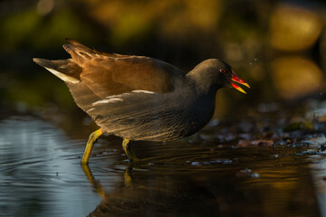 Poule d'eau marchant dans l'eau