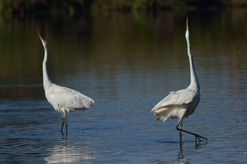 two great egrets with head far up, courtship display of great egrets, large white birds with head on neck,  battle of great egrets