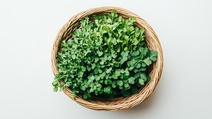 Fototapeta premium Overhead View Of Basket Filled With Fresh Garden Cress Microgreens, On A White Background.