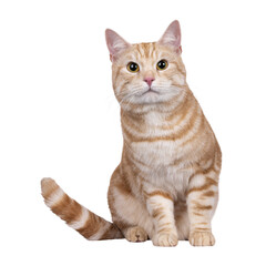Handsome European Shorthair cat, sitting up facing front. Looking straight to camera with cute head tilt. Isolated cutout on a transparent background.