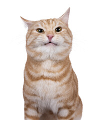 Funny head shot from handsome European Shorthair cat, sitting up facing front. Looking straight to...