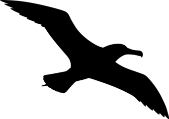 Detailed albatross silhouette soaring, transparent background isolation
