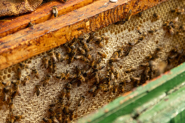 A frame with wax foundation full of honey is removed from the hive by the beekeeper.