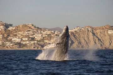 Ballena jorobada Megaptera novaeangliae
