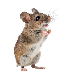 rat on white background