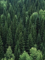 Obraz premium A tranquil green forest scene.