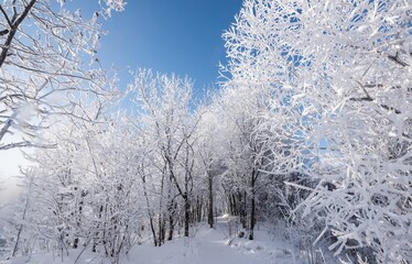 Winter wonderland with frosted trees under a clear blue sky in a tranquil forest setting