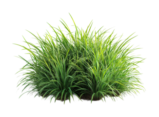 Lush green grass bush cutout on for design and high fidelity nature element isolated on transparent background png