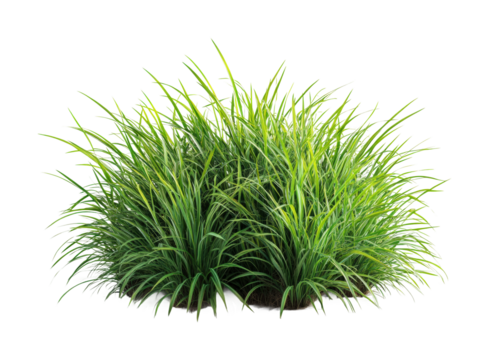 Lush green grass bush cutout on for design and high fidelity nature element isolated on transparent background png