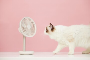 Ragdoll cat enjoys the cool breeze from a small fan on a pastel pink background