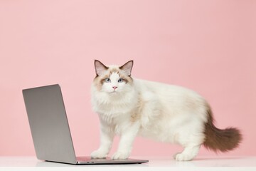 Ragdoll cat curiously explores laptop on table with pink background during daytime indoors