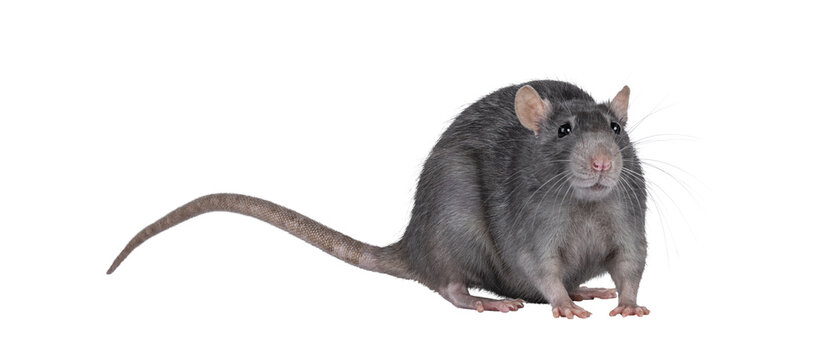 Beautiful adult rat, standing facing front. Head up looking towards camera. Isolated cutout on a transparent background.