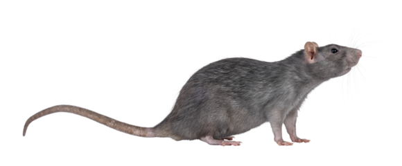 Beautiful adult rat, standing side ways. Head up looking side ways. Isolated cutout on a transparent background.