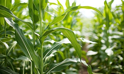 Naklejka premium Sunlight on green corn stalks in a field, close-up for agricultural or nature themes