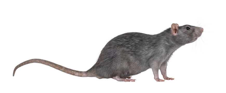 Beautiful adult rat, standing side ways. Head up looking side ways. Isolated cutout on a transparent background.