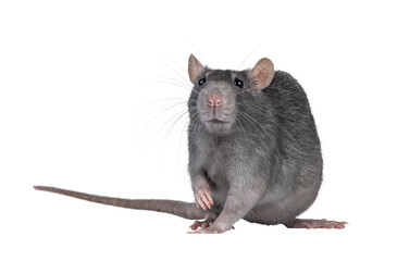 Beautiful adult rat, standing facing front. Head up looking towards camera. Isolated cutout on a transparent background.