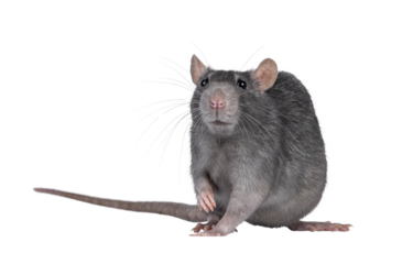 Beautiful adult rat, standing facing front. Head up looking towards camera. Isolated cutout on a transparent background.