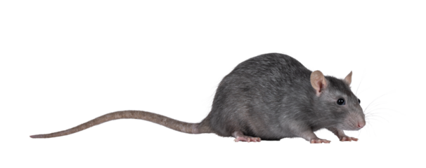 Beautiful adult rat, standing side ways. Head down looking side ways. Isolated cutout on a transparent background.