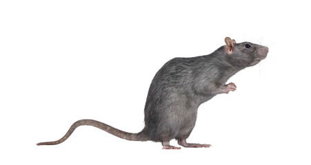 Beautiful adult rat, standing side ways on hind legs. Head up looking to the side. Isolated cutout on a transparent background.