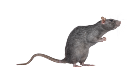 Beautiful adult rat, standing side ways on hind legs. Head up looking to the side. Isolated cutout on a transparent background.
