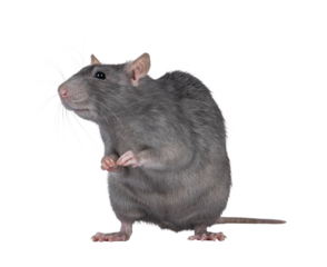 Beautiful adult rat, standing facing front on hind legs. Head up looking beside camera. Isolated cutout on a transparent background.