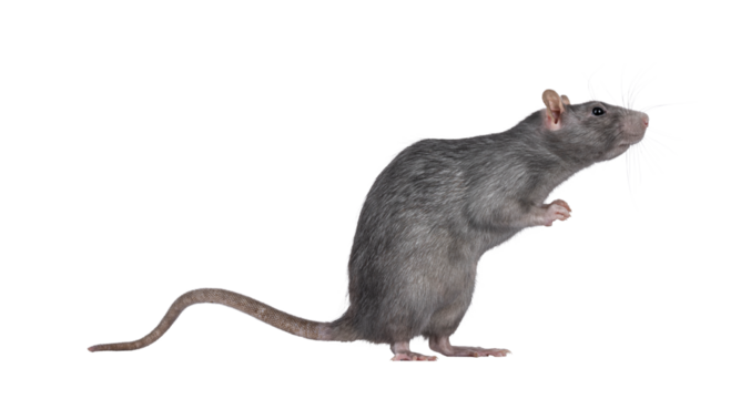 Beautiful adult rat, standing side ways on hind legs. Head up looking to the side. Isolated cutout on a transparent background.