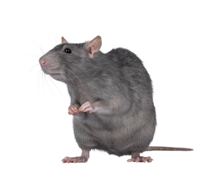 Beautiful adult rat, standing facing front on hind legs. Head up looking beside camera. Isolated cutout on a transparent background.