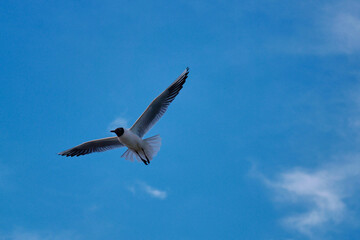 A seagull flies with its wings spread wide in a clear blue sky on a sunny day - the concept of freedom and peace