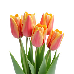Naklejka premium four vibrant tulips in shades of and pink against a white background