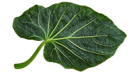 Green Bon Leaves