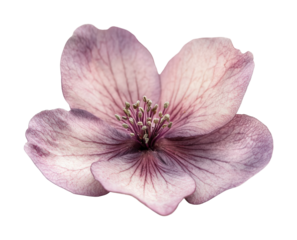 Delicate pink blossom on nature floral minimalist style close-up view aesthetic beauty isolated on transparent background png