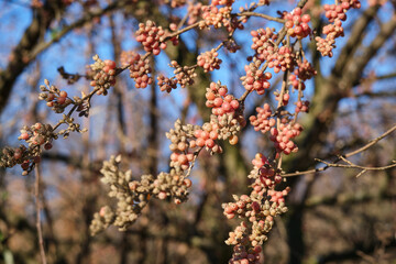 Fruits of Elaeagnus umbellata is known as Japanese silverberry, umbellata oleaster, autumn olive, autumn elaeagnus, spreading oleaster or autumn berry close-up.