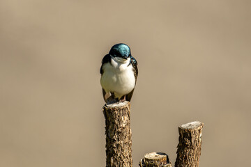 The Tree Swallow is known for its iridescent blue-green upperparts and white underparts. It's a...