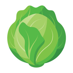 Fresh Ripe Whole Cabbage Vector Illustration - Cartoon, Clipart & Line Art Design.eps