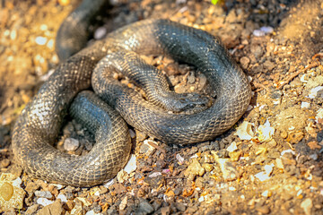 Garter snake - These snakes are quite common and are known for their distinctive stripes running the length of their bodies.
