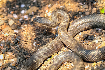 Garter snake - These snakes are quite common and are known for their distinctive stripes running the length of their bodies. 