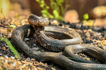 Garter snake - These snakes are quite common and are known for their distinctive stripes running the length of their bodies. 