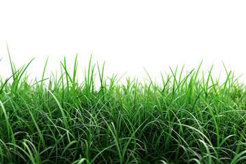 Fototapeta premium Bright green grass stretches out, dancing softly in the gentle breeze, creating a serene atmosphere on a sunny day in nature's embrace