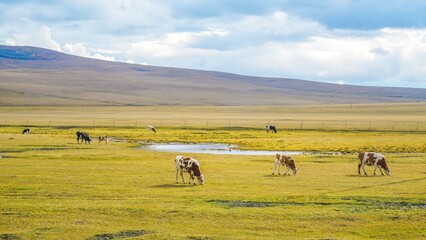 Obraz premium Cows grazing peacefully in the golden autumn grasslands of Hulunbeier