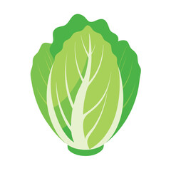 Chinese Cabbage Vector Illustration - Cartoon, Clipart & Line Art Design.eps