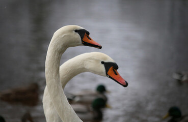 Portrait of two white swans against the background of water.